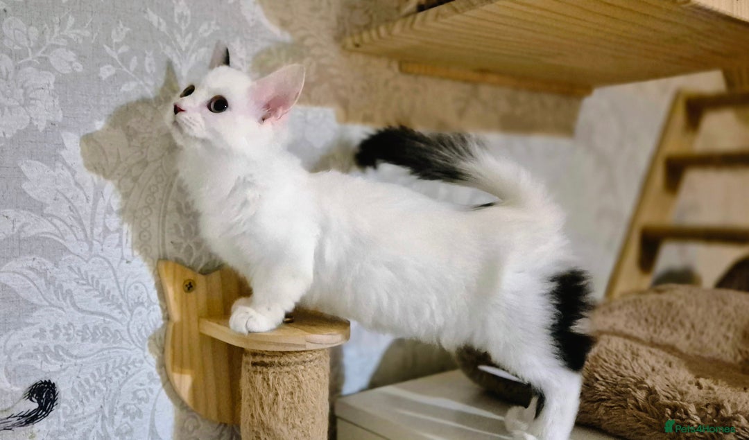 Munchkin cats for sale: Purebred TICA reg. Munchkin kittens ready to go  - Image 27