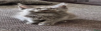 Maine Coon 6