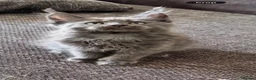 Maine Coon cats for sale: GCCF Rarely Available Mackerel XXLRussianBloodline - Advert 38