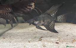 Angelfish fish for sale: Black long wide fin ghost pinoys.  - Image 5