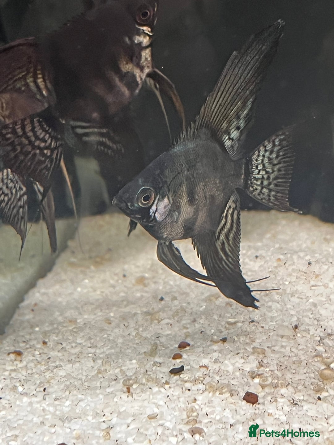 Angelfish fish for sale: Black long wide fin ghost pinoys.  - Image 5