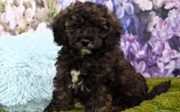 Cockapoo dogs for sale: READY NOW !! sable & brindle tri colour cockapoos - Image 21