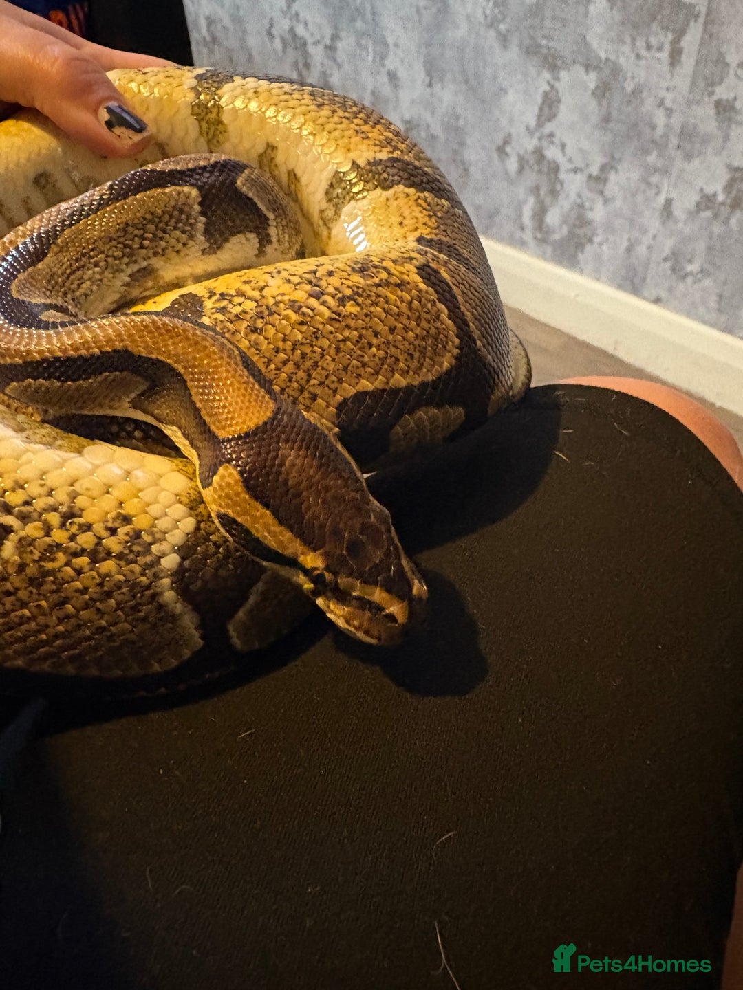 Python Snake reptiles for sale: Royal pythons for sale  - Image 9
