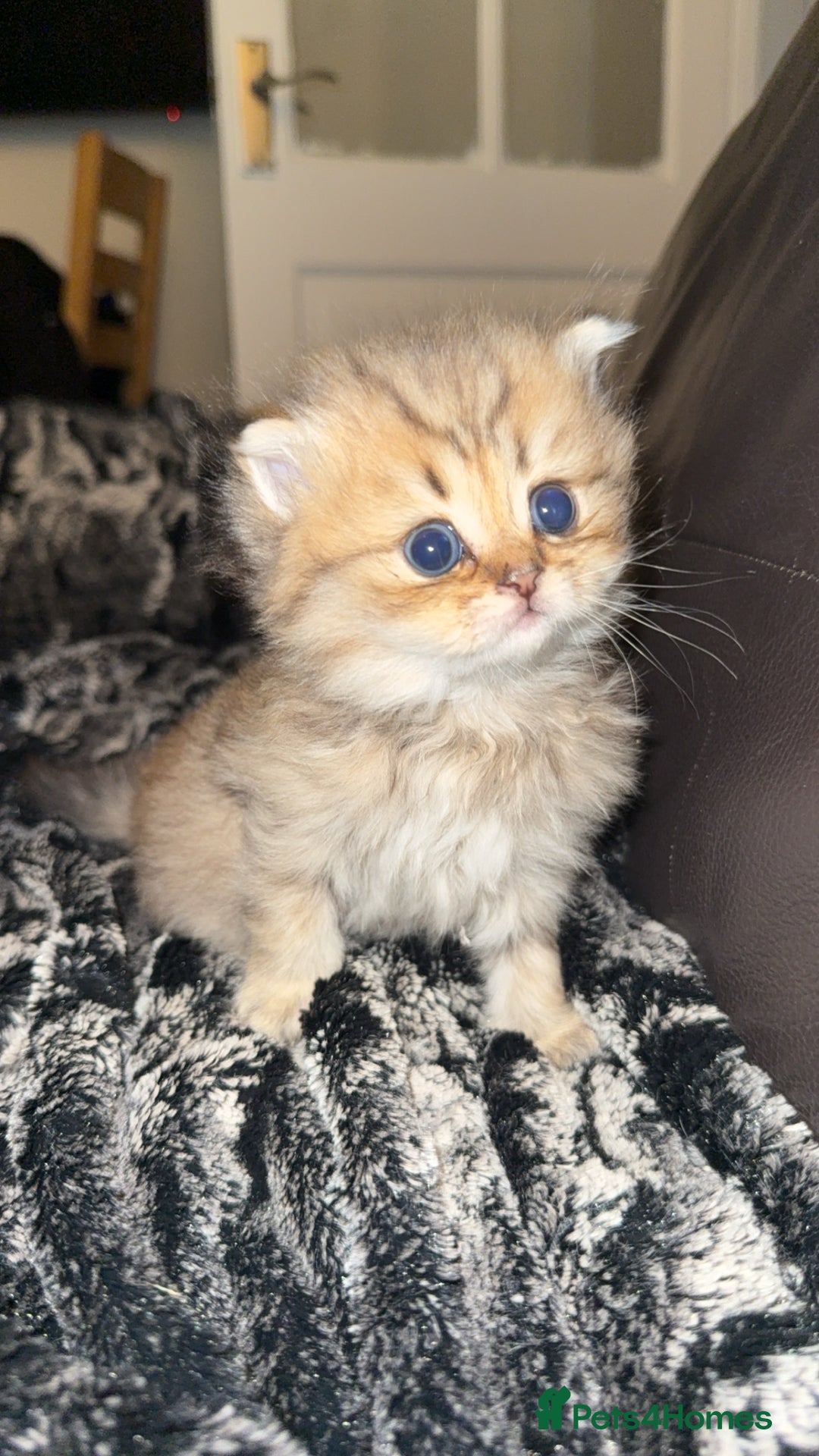 Persian cats for sale: Persian chinchilla kittens  - Image 3
