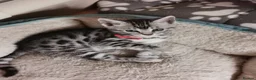 Bengal cats for sale: Silver and Snow Bengal girls - Advert 6