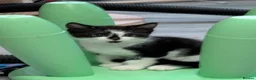 Mixed Breed cats for sale: 3 beautiful kittens  - Advert 6