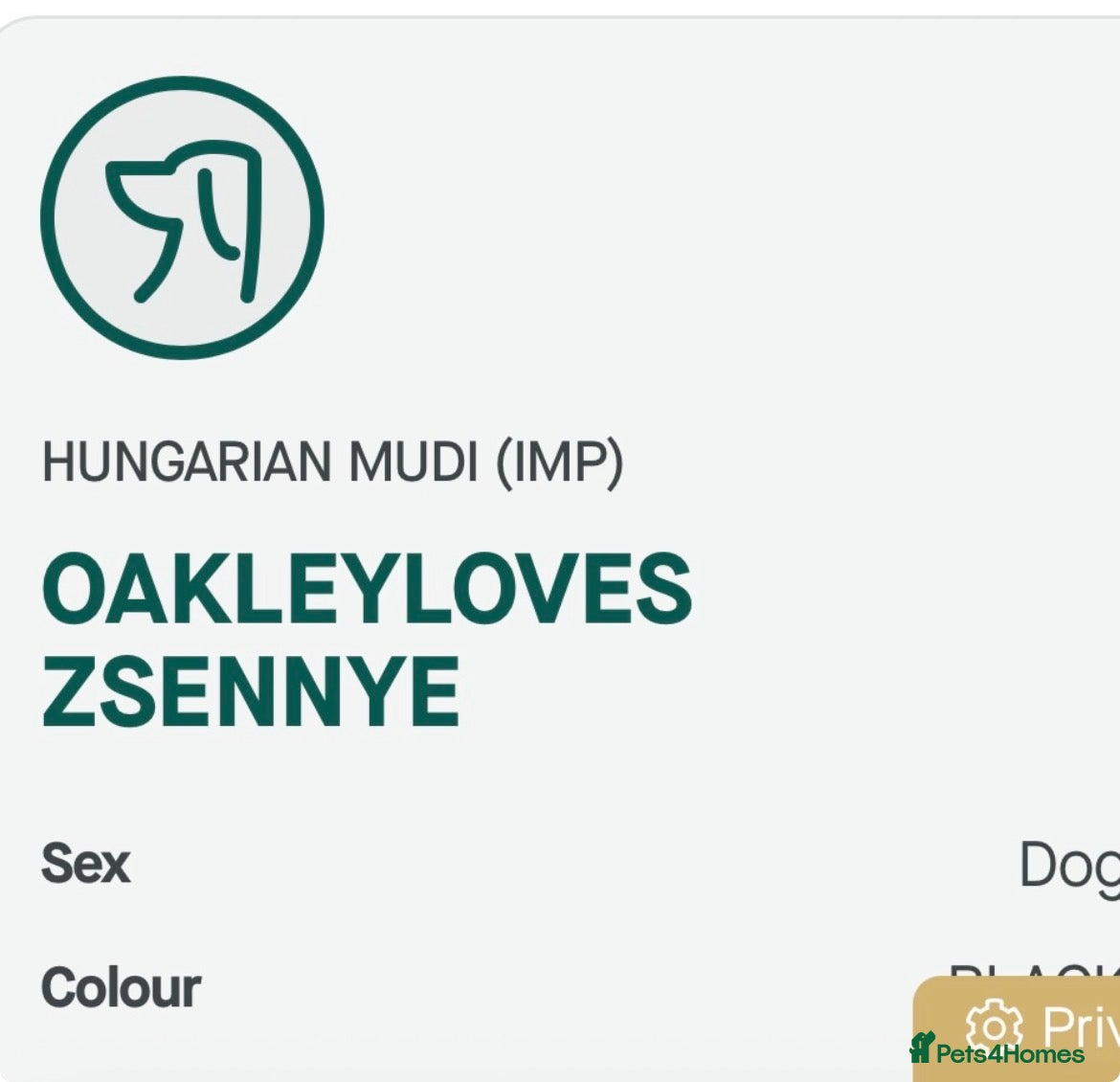 Mixed Breed dogs KC registered Hungarian Mudi puppies  - Advert 2