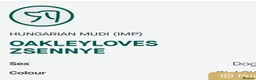 Mudi dogs for sale: KC registered Hungarian Mudi puppies  - Advert 36