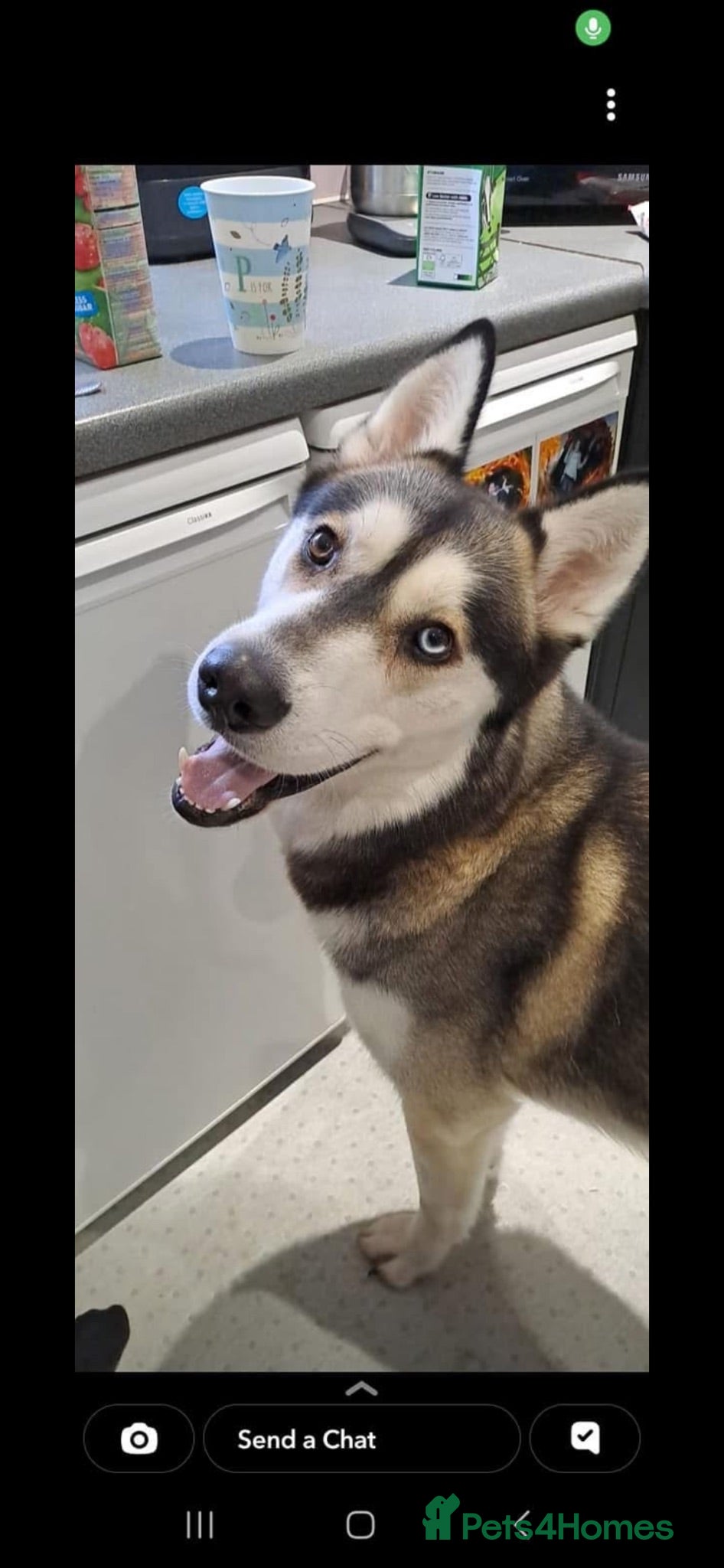 Siberian Husky dogs 6 year old husky for sale  - Advert 2