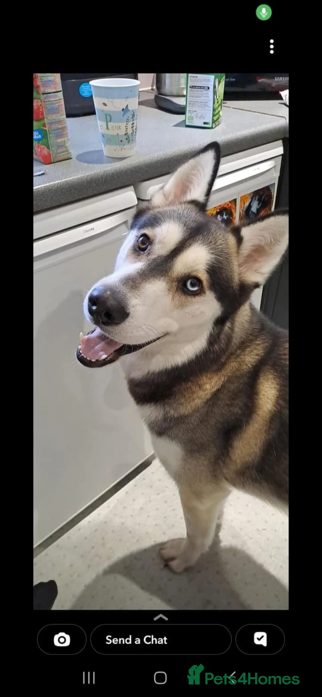 Siberian Husky dogs for sale: 6 year old husky for sale  in Erith - Advert 1