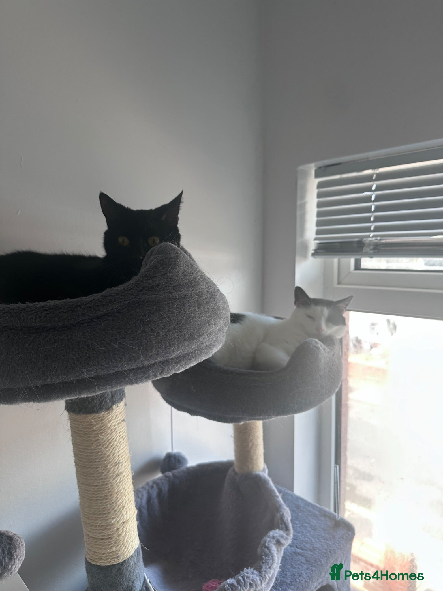Domestic Shorthair cats Missy and Sadie - Free Rehoming - Advert 5