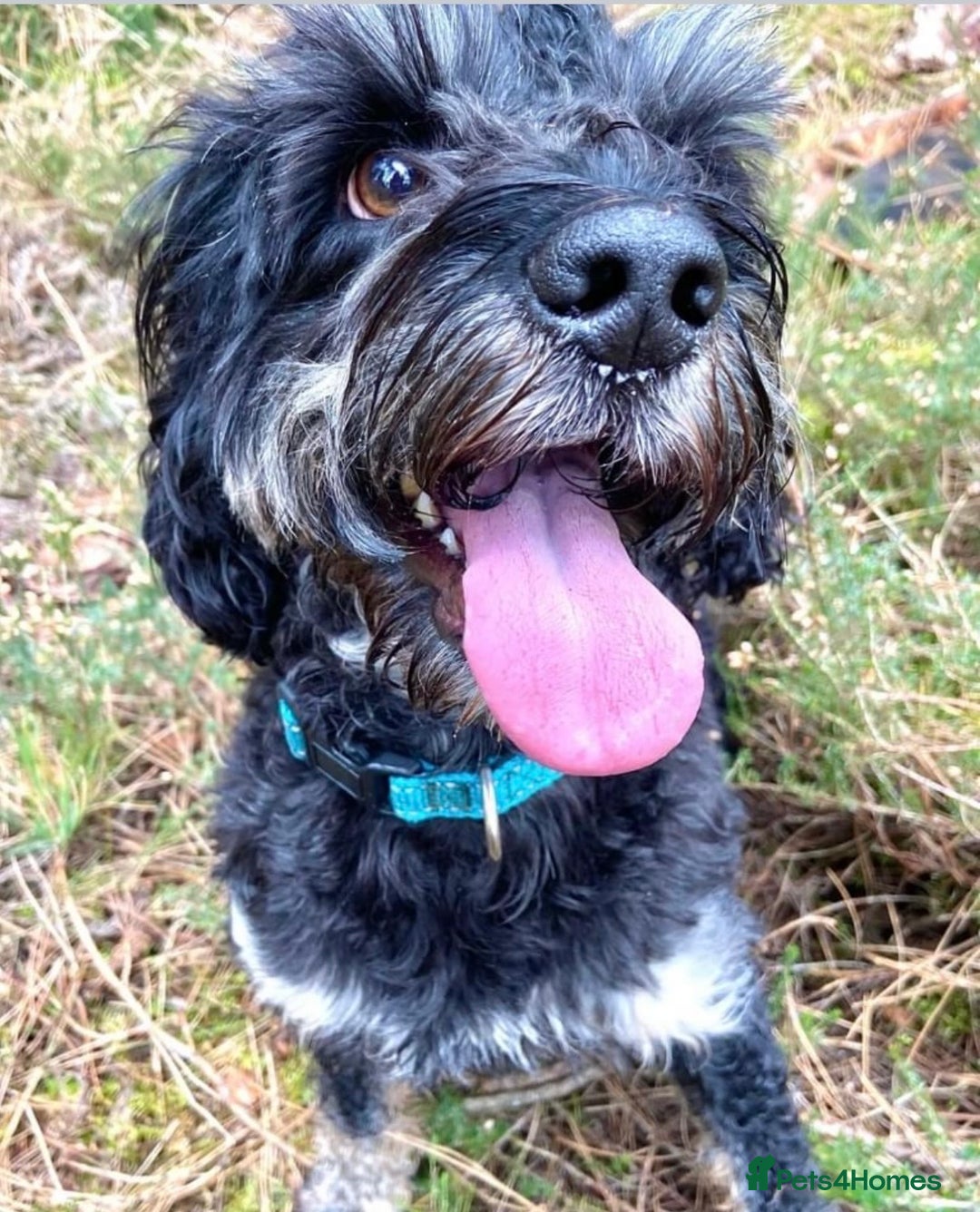 Cockapoo dogs for stud: F1 tri coloured phantom cockapoo for stud in Bournemouth - Advert 3