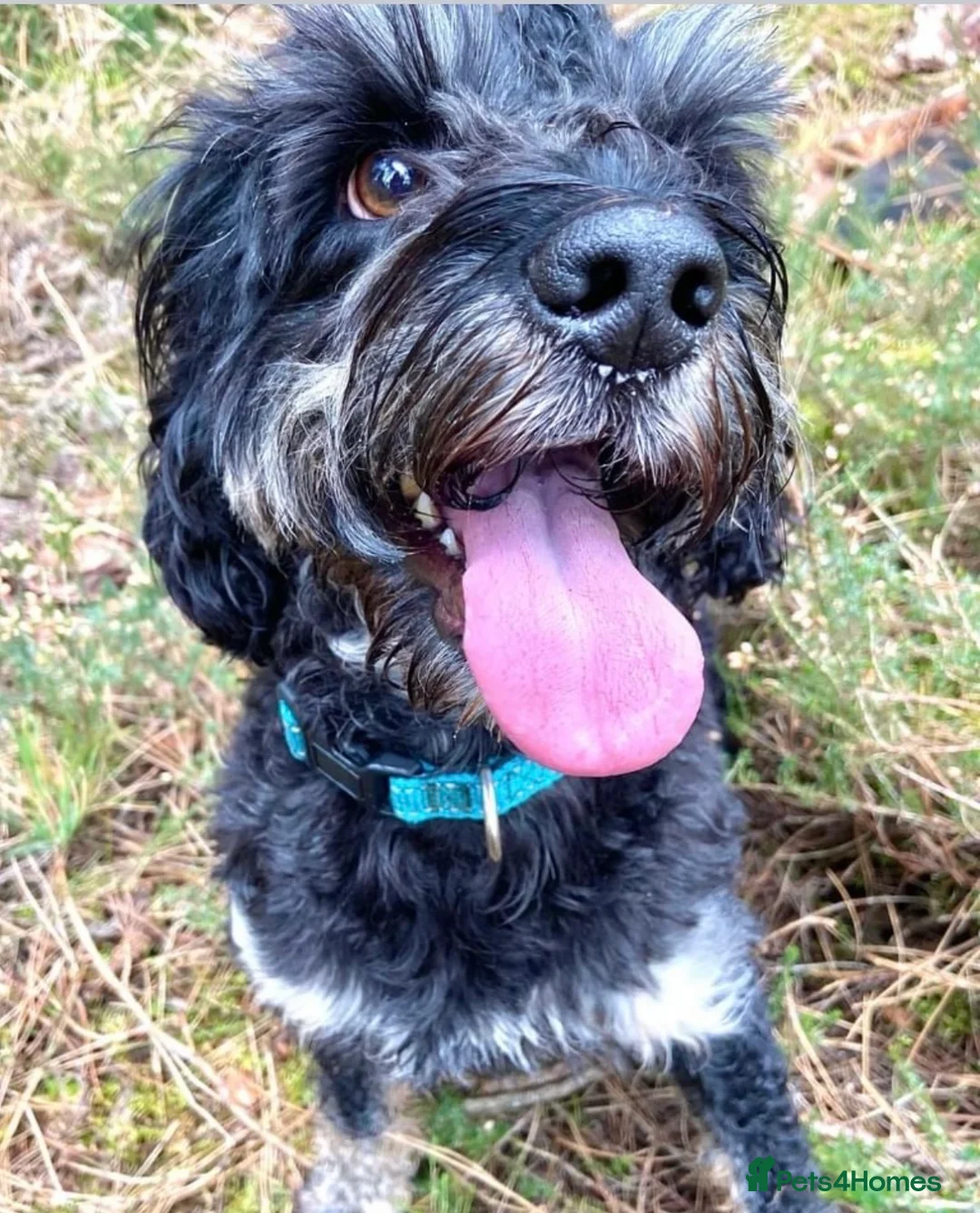 Cockapoo dogs for stud: F1 tri coloured phantom cockapoo for stud in Bournemouth - Advert 3