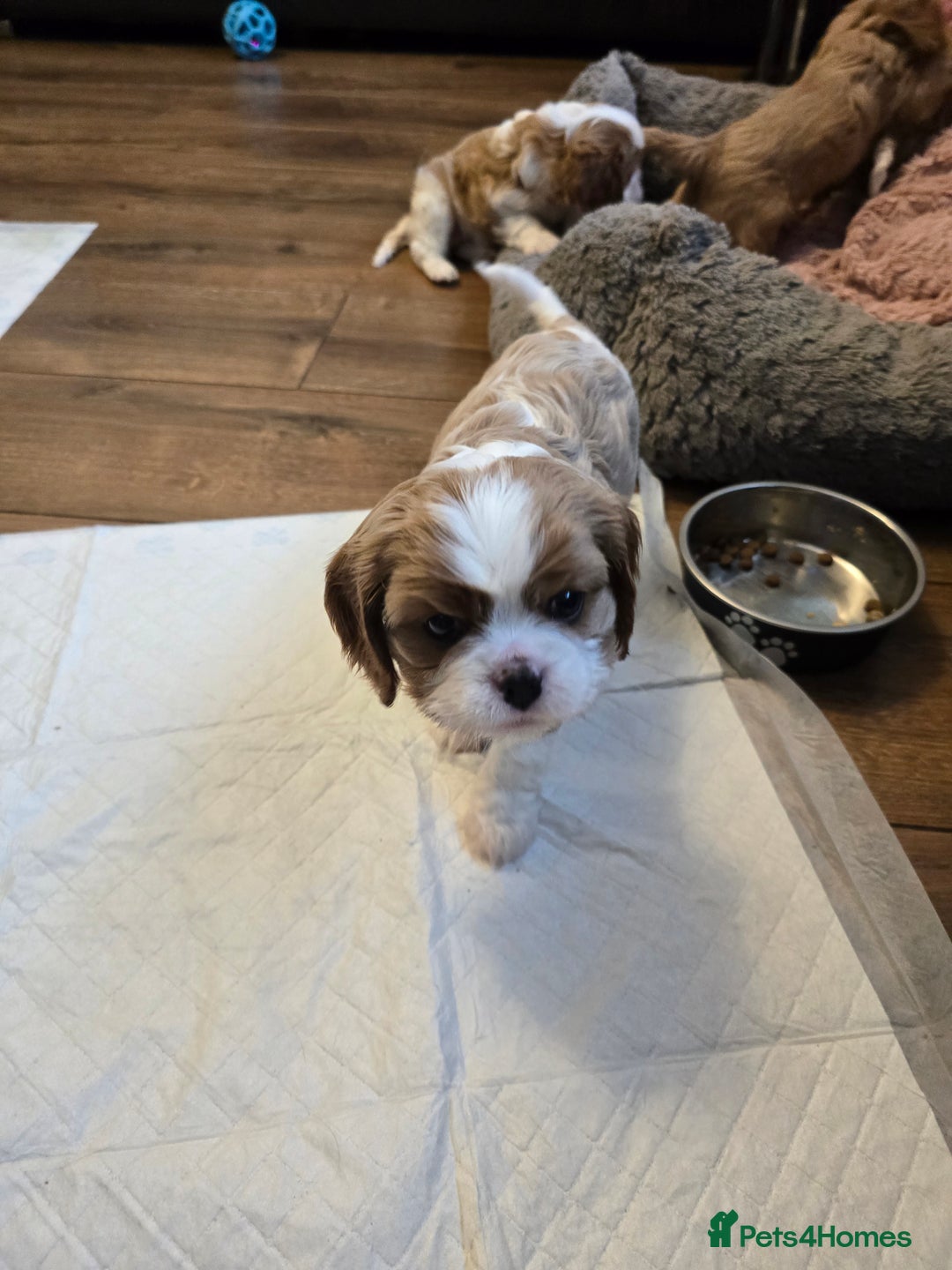 Cavalier King Charles Spaniel dogs for sale: Beautiful KC Registered. Health Tested Parents. - Advert 18