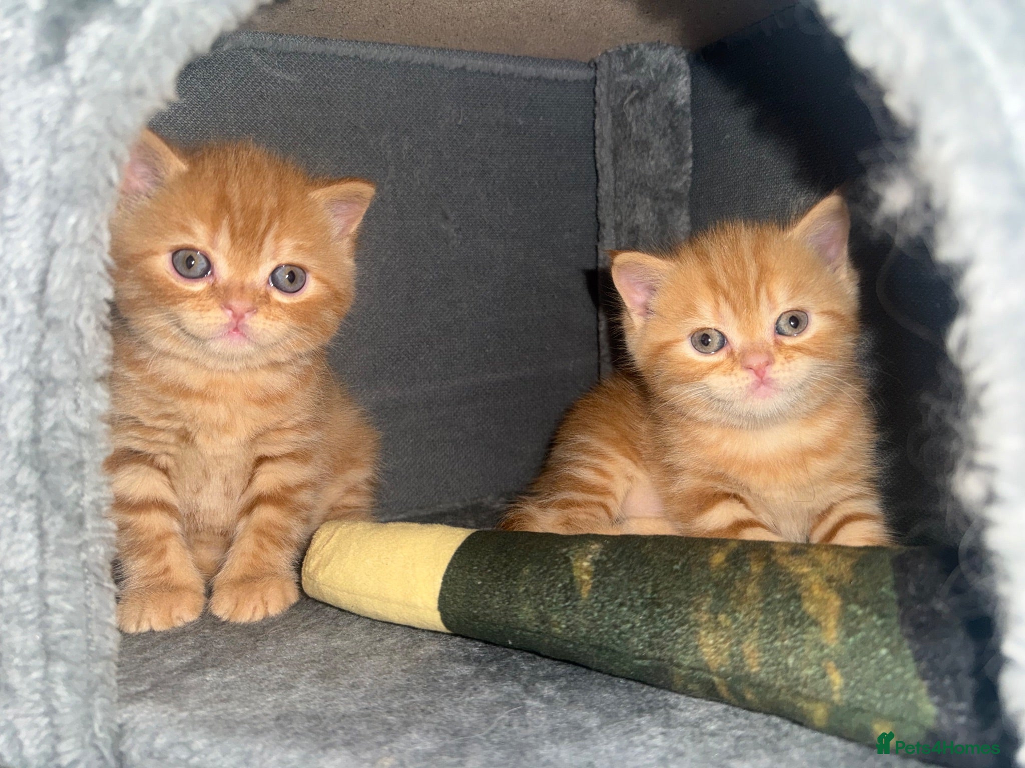 Scottish Fold cats Scottish fold kittens - Advert 1