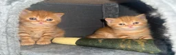 Scottish Fold cats for sale: Scottish fold kittens in Southend-on-Sea - Advert 1