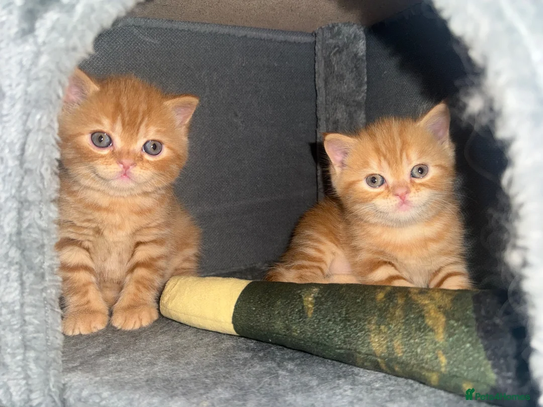 Scottish Fold cats for sale: Scottish fold kittens in Southend-on-Sea - Advert 1