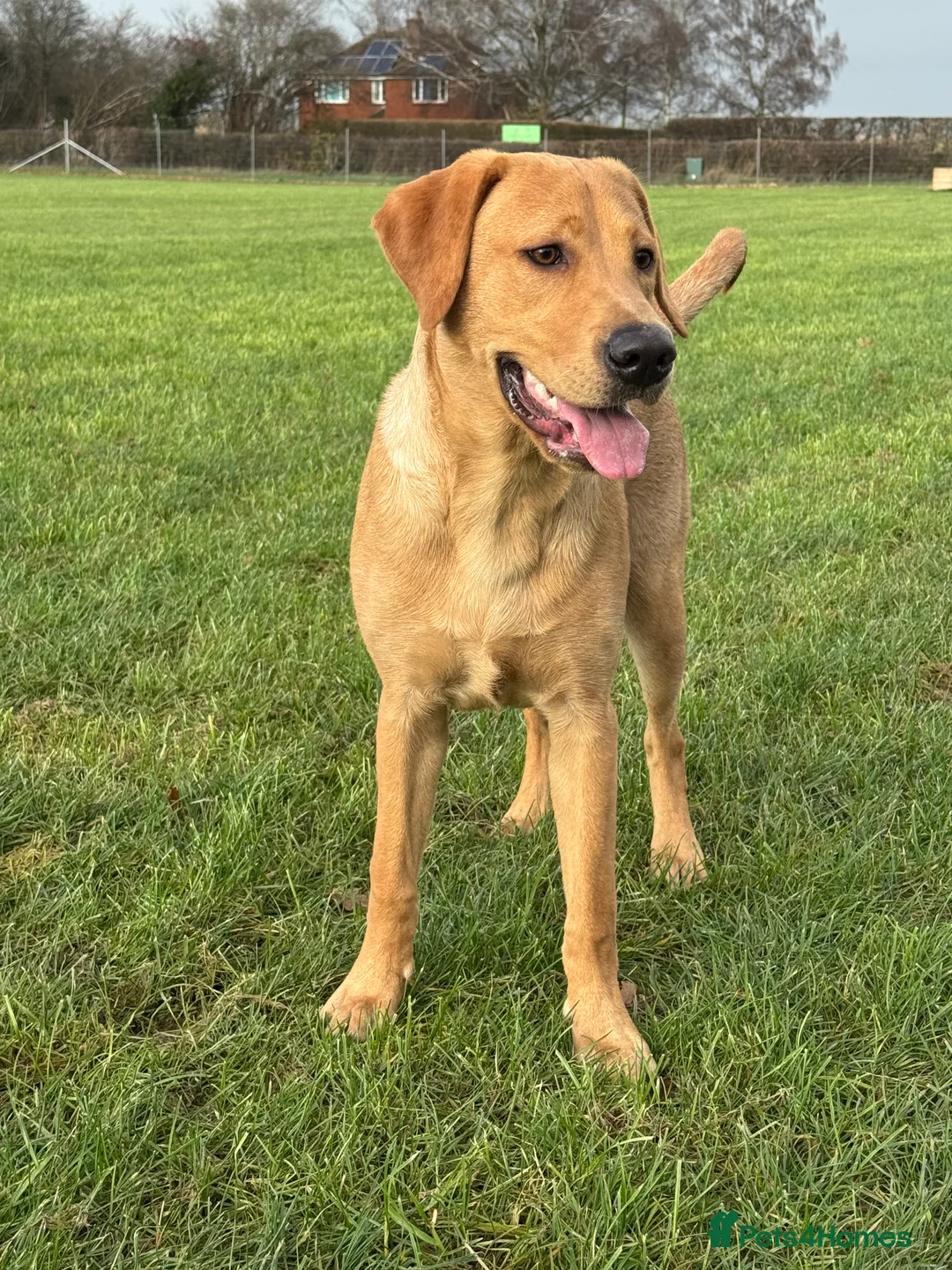 Labrador Retriever dogs for sale: Male Labrador Retriever in Ashford - Advert 2