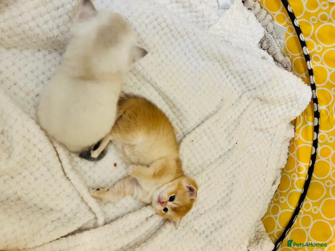 Scottish Fold cats for sale: Fall in love Reservations open beautiful kitties  - Advert 4