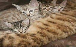 Bengal cats for sale: Snow bengal brown bengal rosseted kittens - Image 7