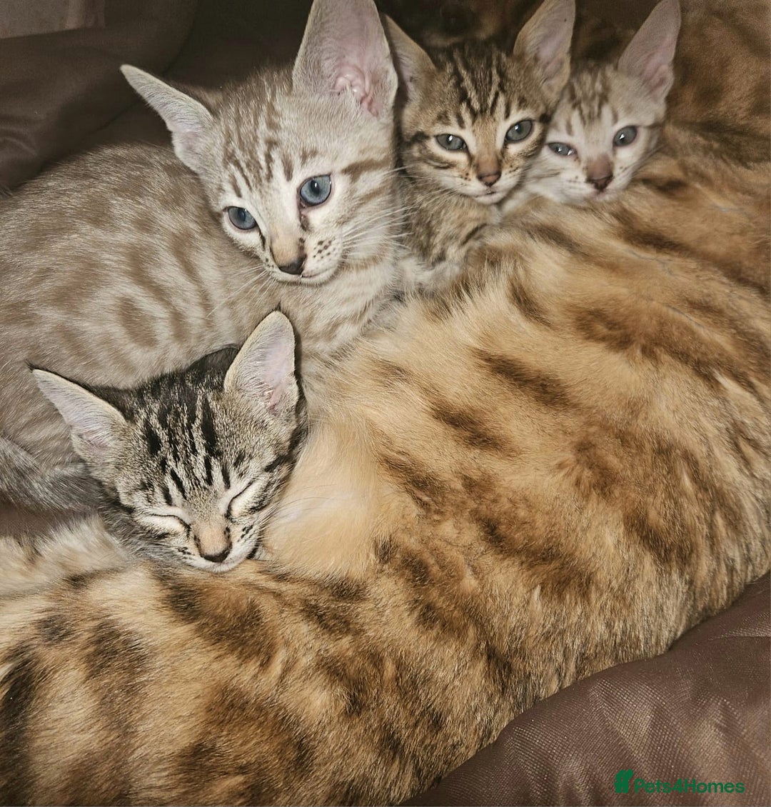 Bengal cats for sale: Snow bengal brown bengal rosseted kittens - Image 7