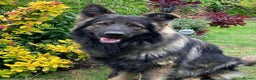 German Shepherd dogs for stud: Chase,  KC Registered German Shepard  in Diss - Advert 5