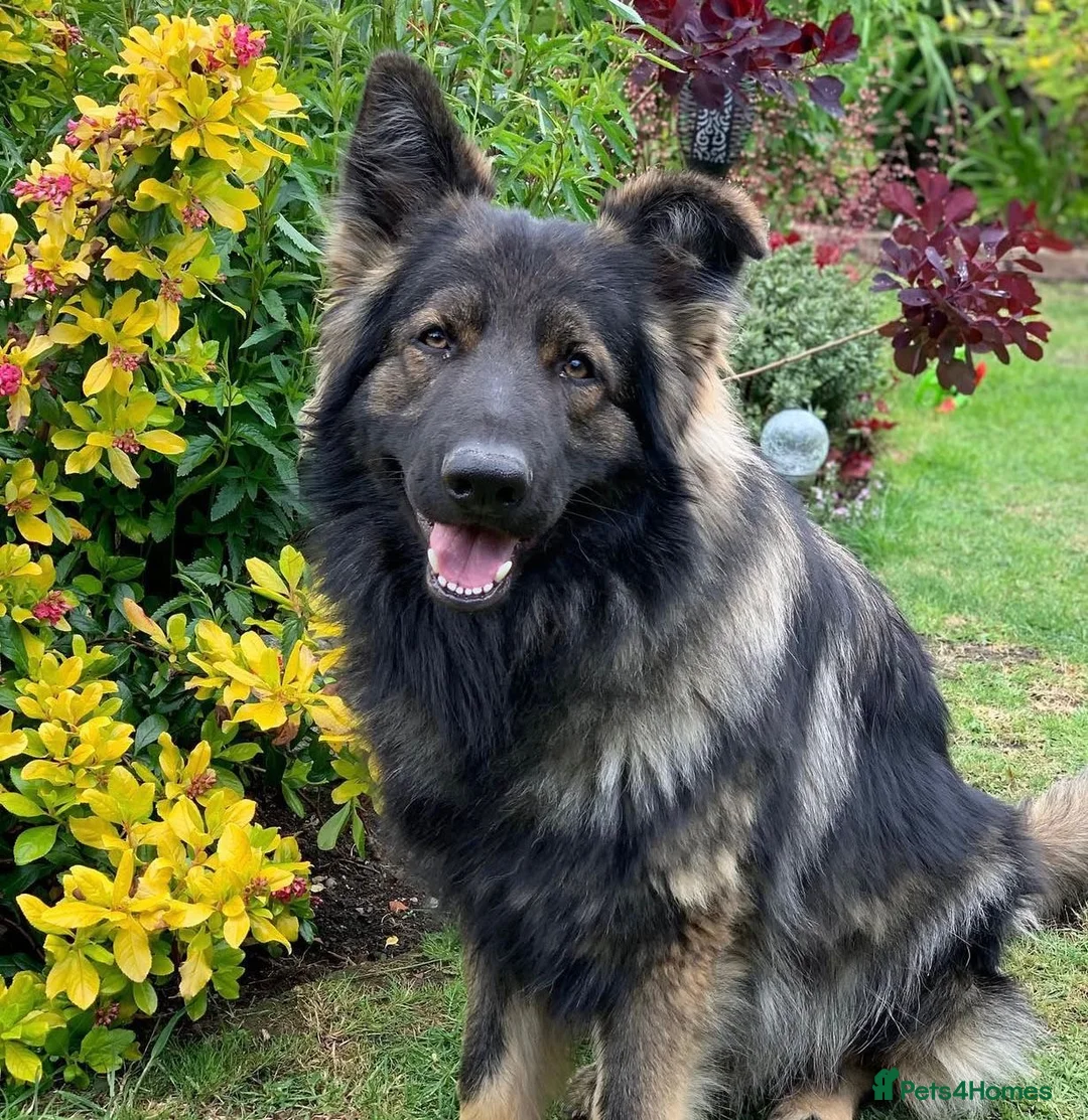 German Shepherd dogs for stud: Chase,  KC Registered German Shepard  in Diss - Advert 5