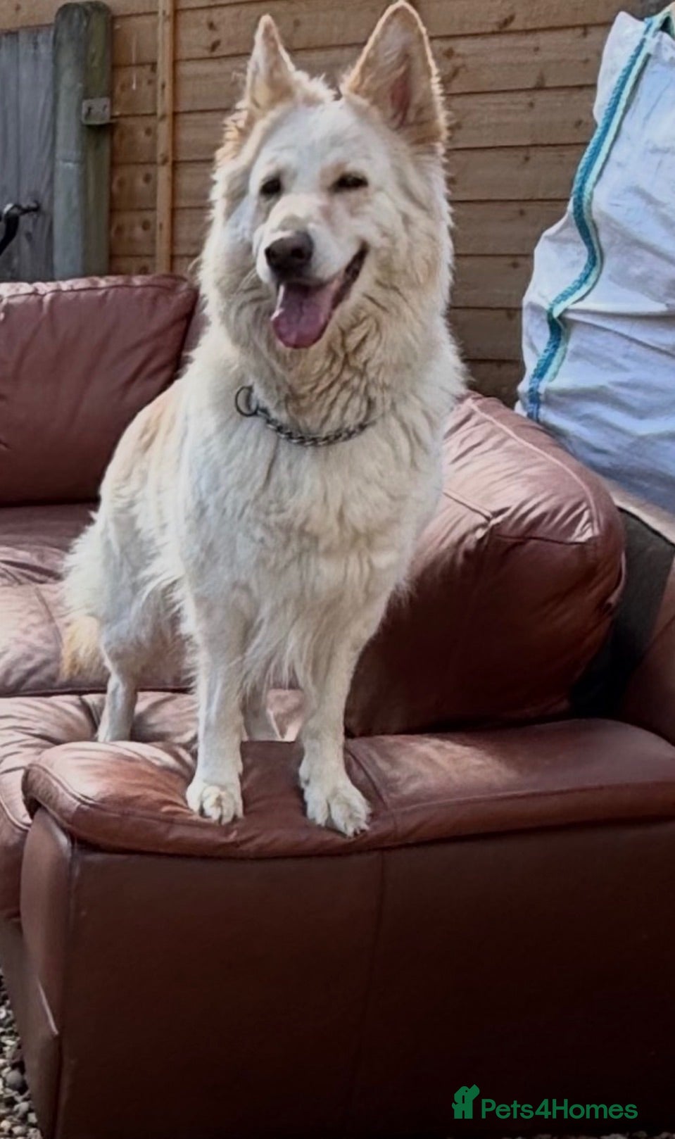 German Shepherd dogs Apricot/Cream GSD FEMALE  - Advert 1