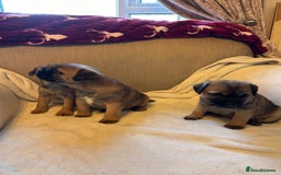 Border Terrier dogs for sale: Border terrier puppies for sale  - Image 21