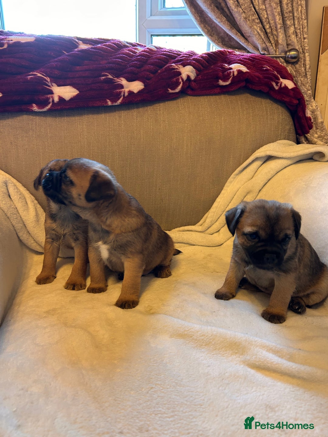 Border Terrier dogs for sale: Border terrier puppies for sale  - Image 21