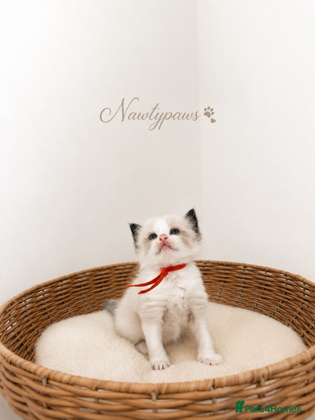 Ragdoll cats ✨ Exceptional Ragdoll Kittens Ready to Reserve ✨ - Advert 2