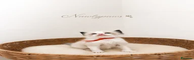 Ragdoll 1