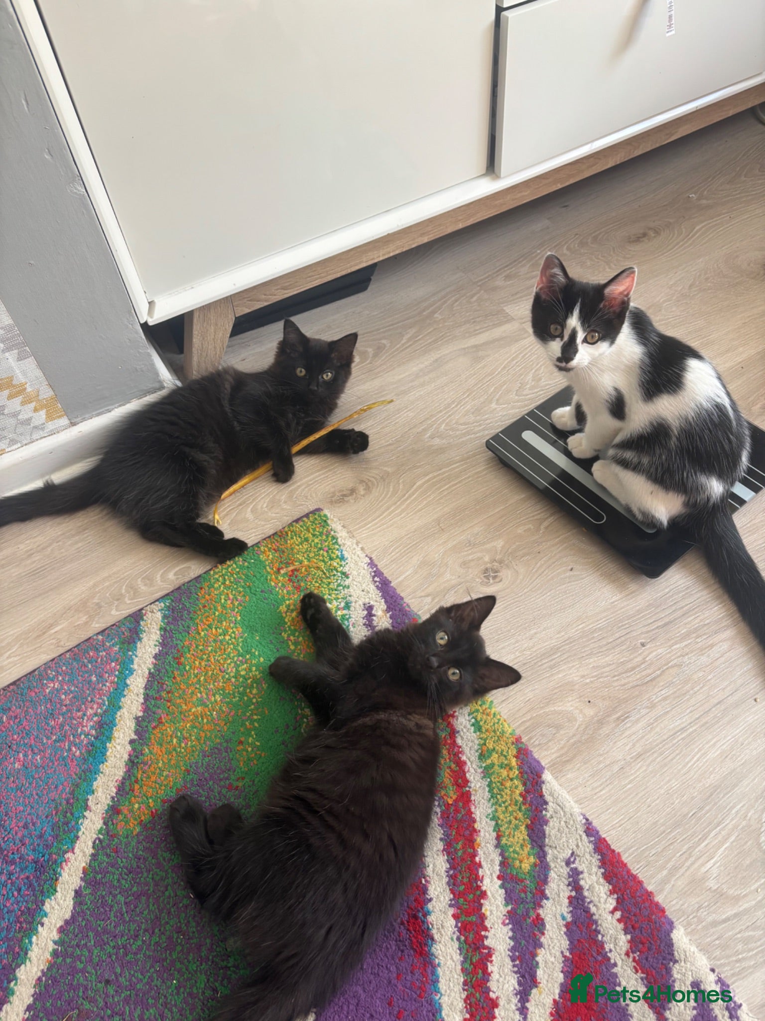 Ragdoll cats Ragdoll-cross kittens 1 male and 2 females left!!! - Advert 9
