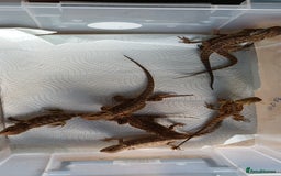 Bearded Dragon reptiles for sale: Baby bearded dragons  - Image 10