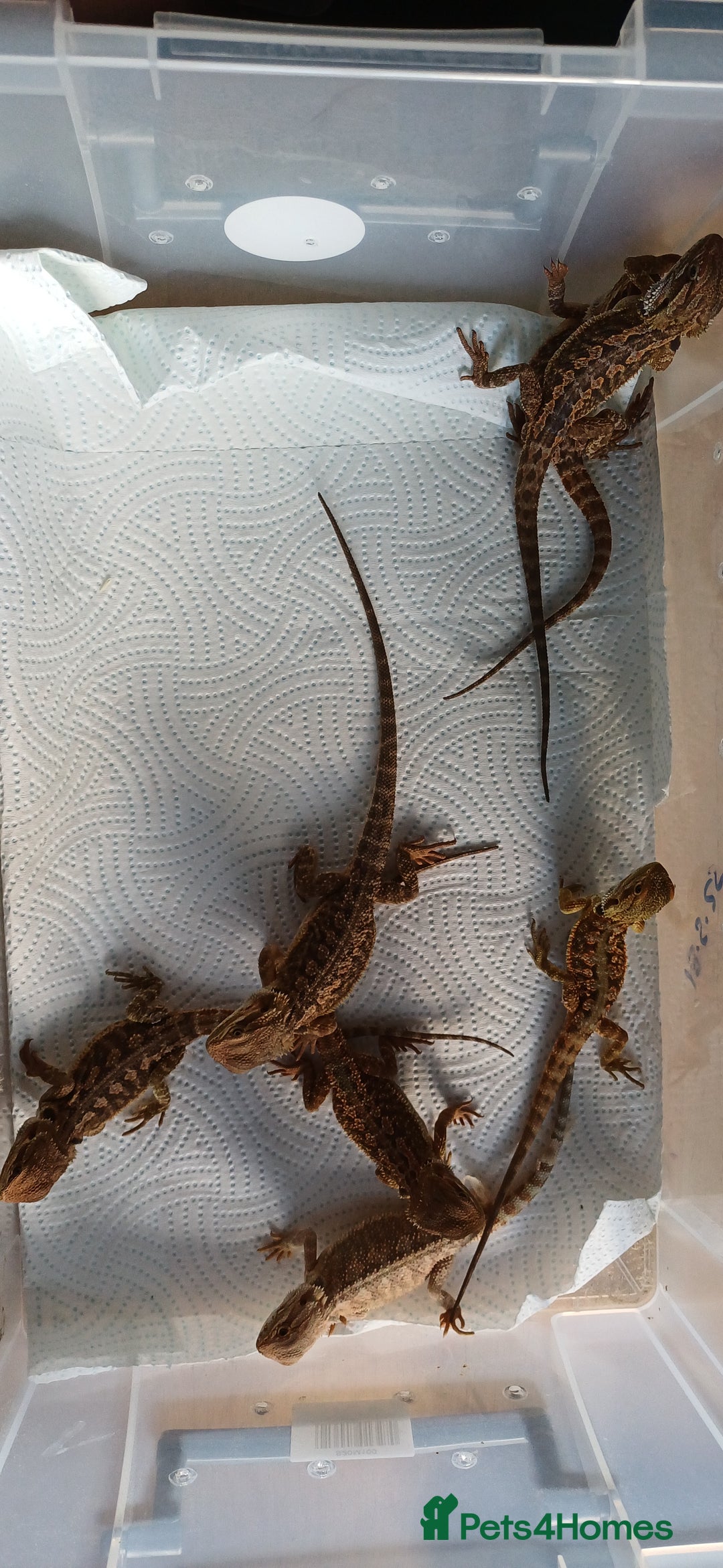 Bearded Dragon reptiles for sale: Baby bearded dragons  - Image 10