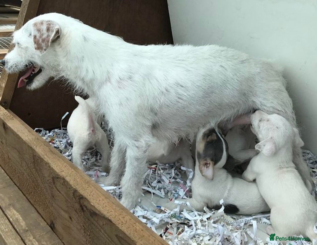Jack Russell dogs for sale: Intellectual Jack Russell Terrier pups  - Image 6