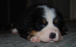 Bernese Mountain Dog dogs for sale: Beautiful pups from fully health tested patents - Image 9