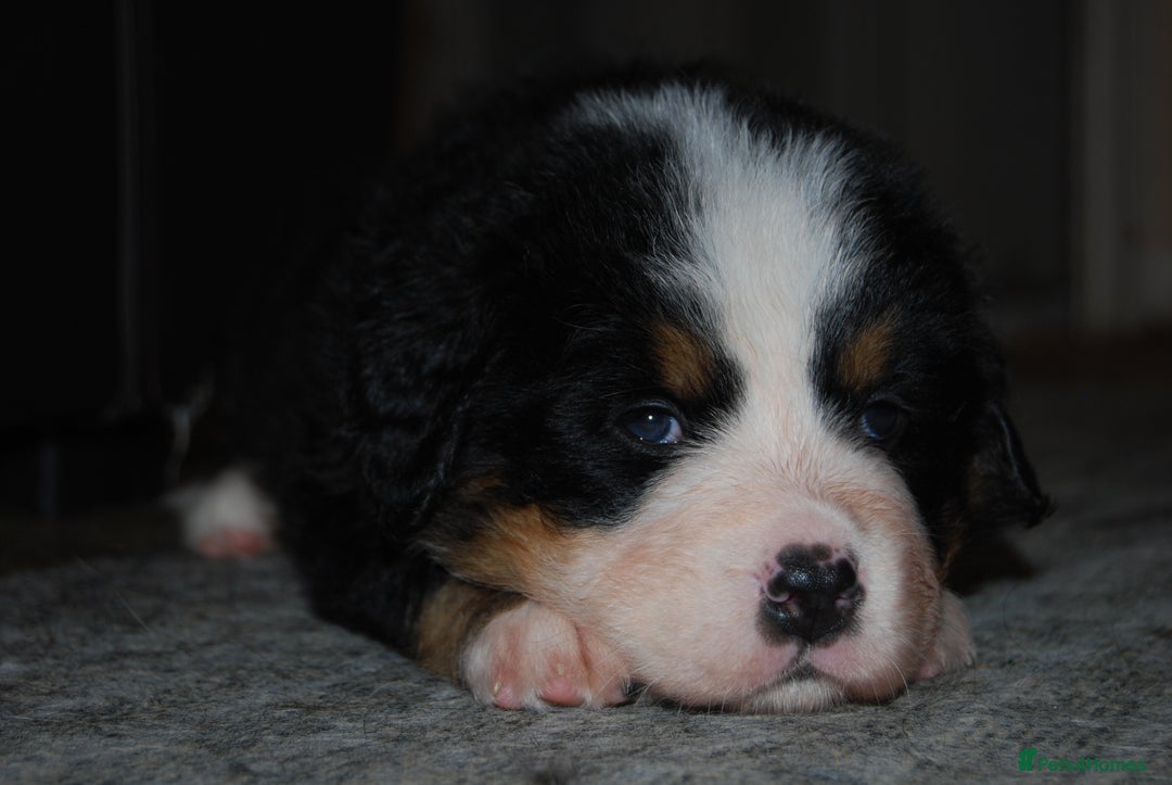 Bernese Mountain Dog dogs for sale: Beautiful pups from fully health tested patents - Image 9
