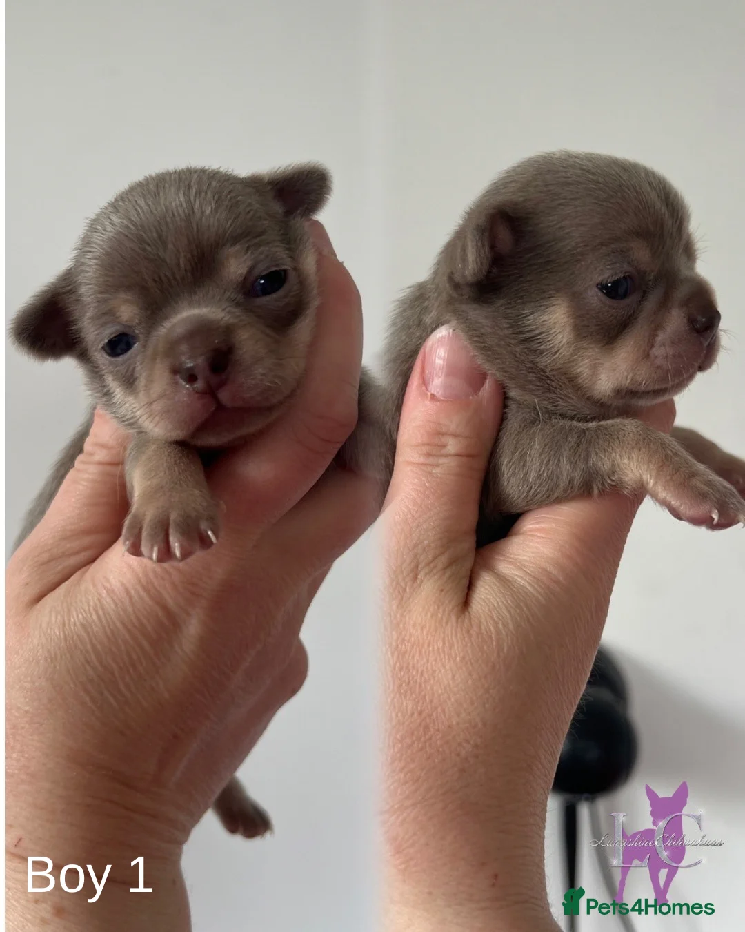 Chihuahua dogs for sale: Kc registered Lilac chihuahua pups  - Advert 9