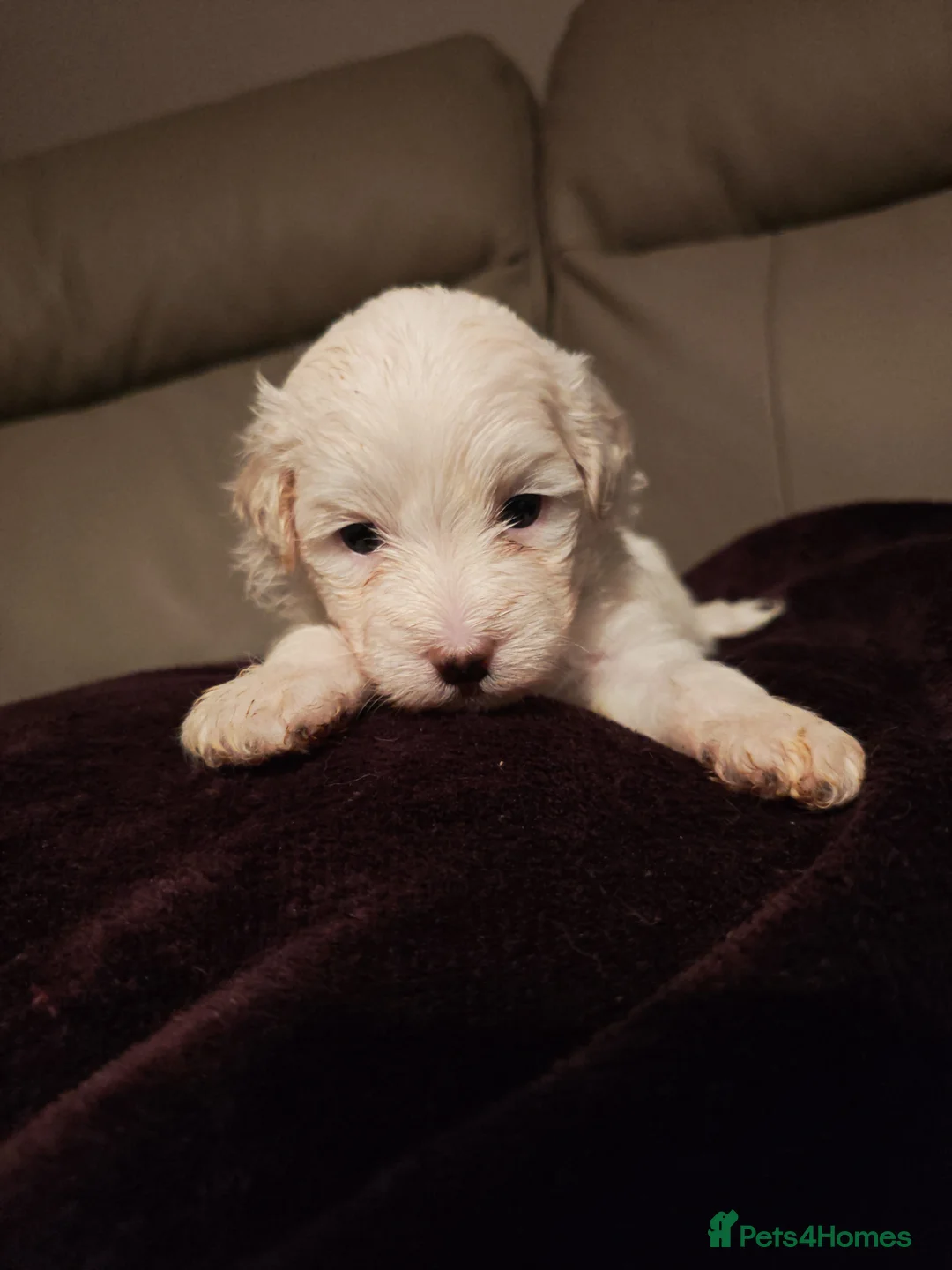 Mixed Breed dogs for sale: Maltipoo x Coton de Tulear Puppies – 5 Males - Advert 29