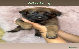 German Shepherd dogs for sale: 5 beautiful sable German shepherd  - Image 5