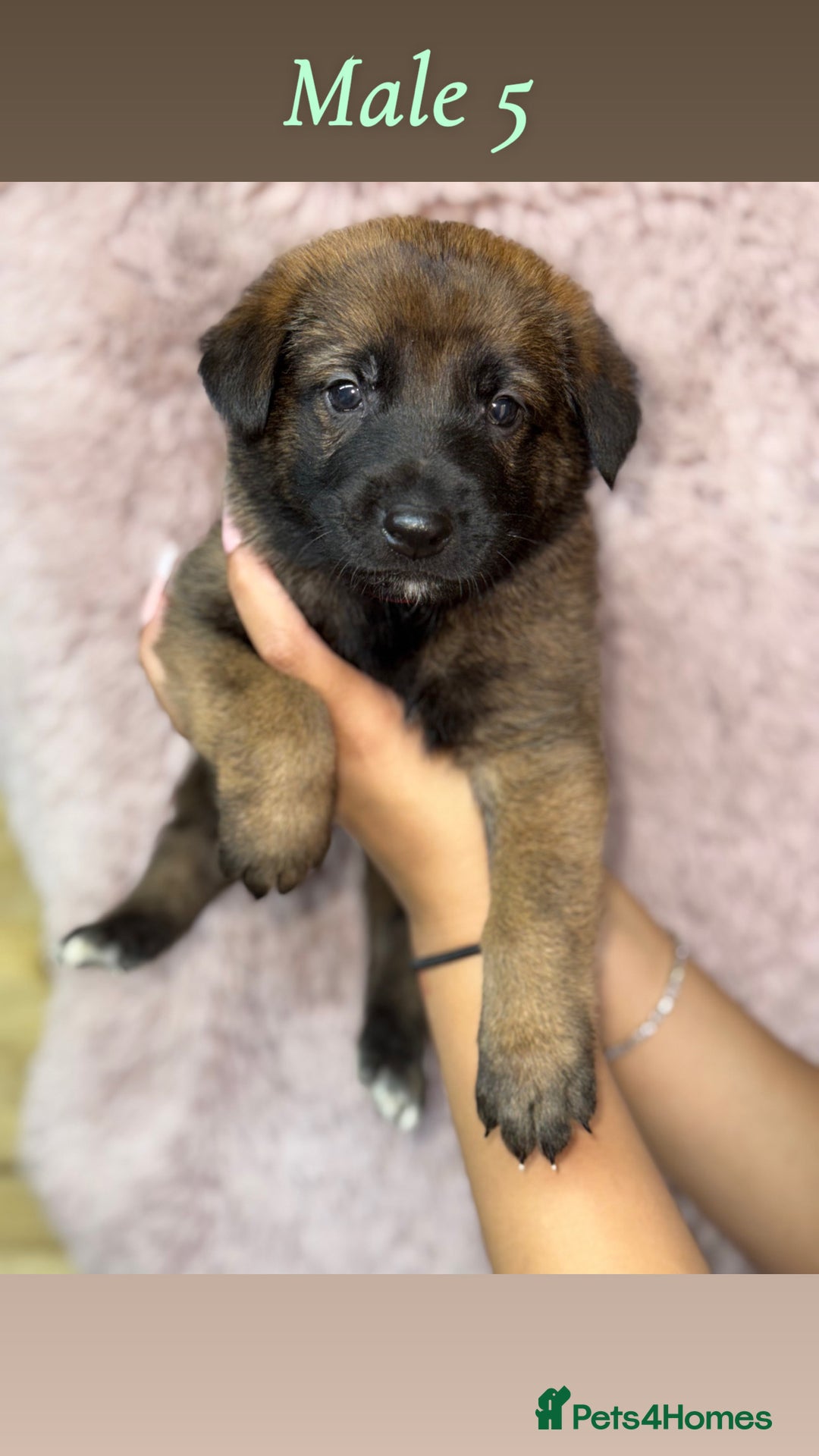German Shepherd dogs for sale: 5 beautiful sable German shepherd  - Image 5