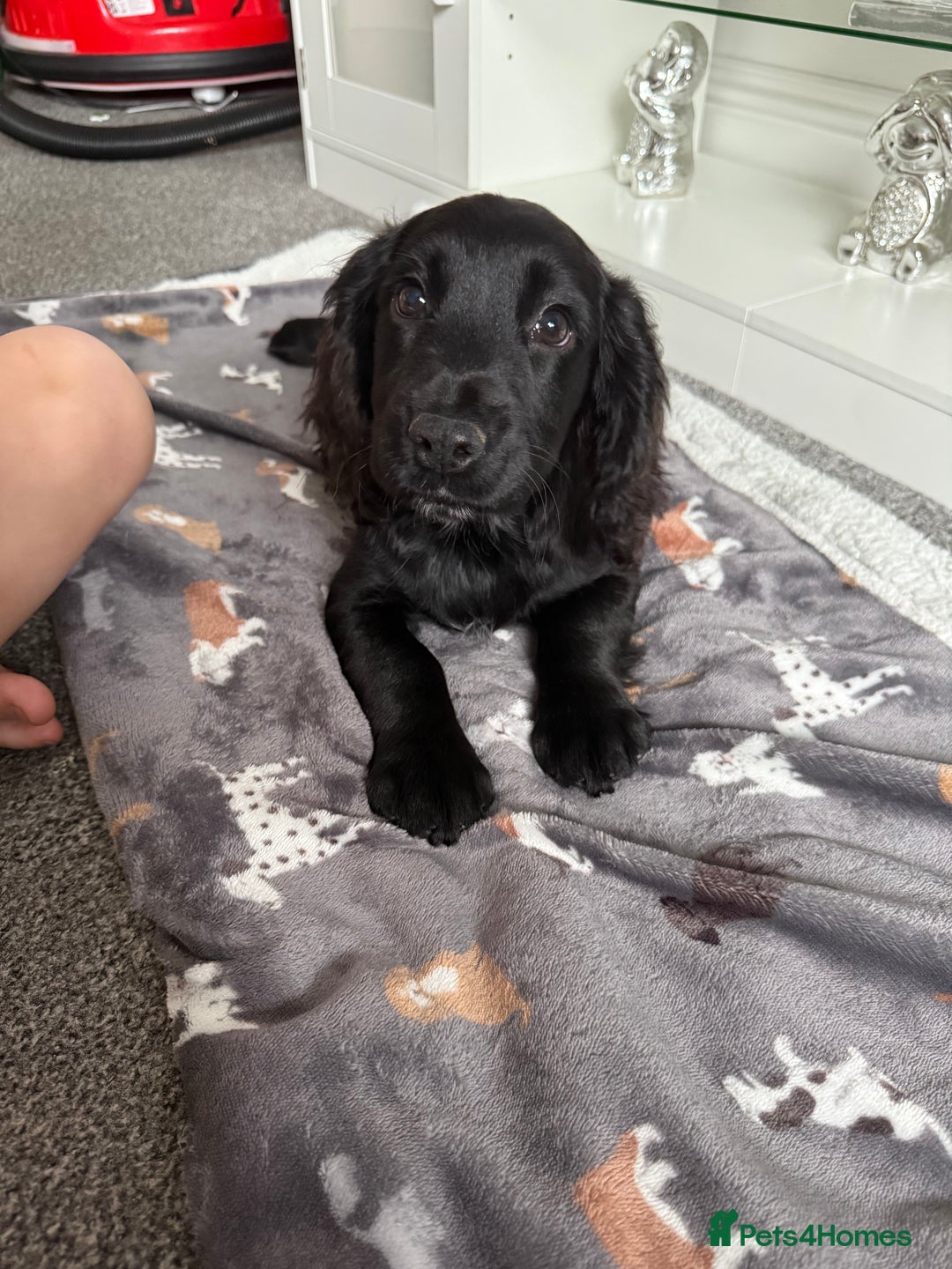 Cocker Spaniel dogs for sale: Cocker spaniel for sale  - Advert 1