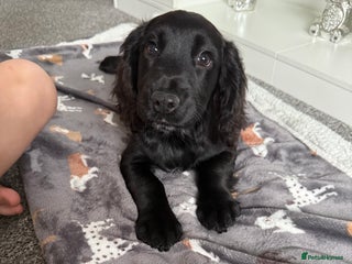 Cocker Spaniel dogs Cocker spaniel for sale - Advert 1