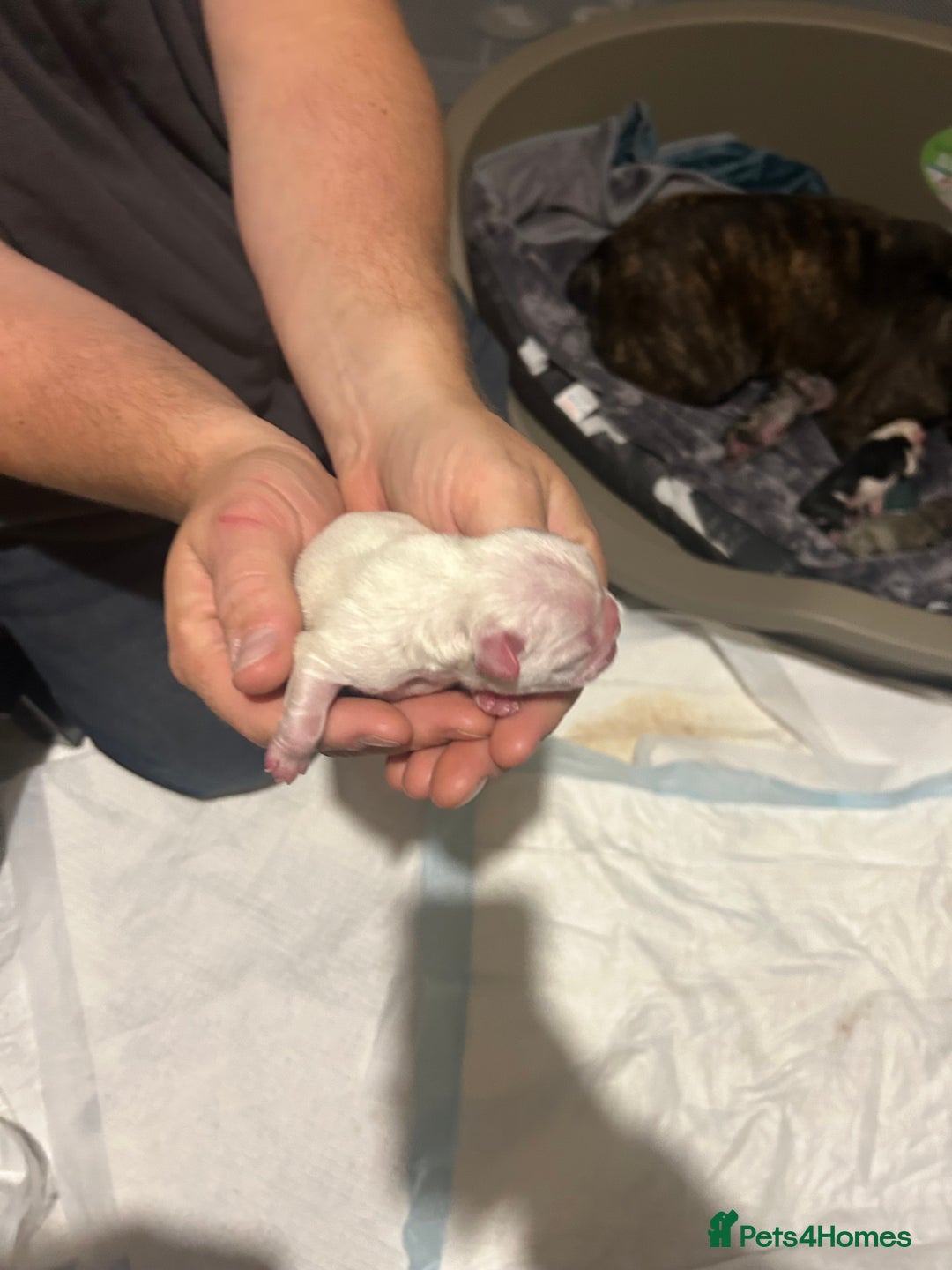 French Bulldog dogs for sale: French bulldog puppies (fluffy gene carriers) - Image 6