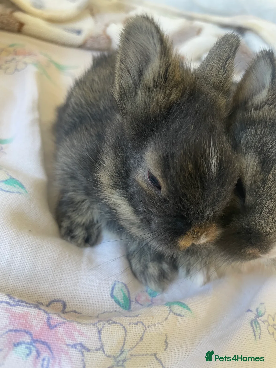 Lionhead rabbits for sale: 2 brown and black/white lion head bunnies. - Advert 2