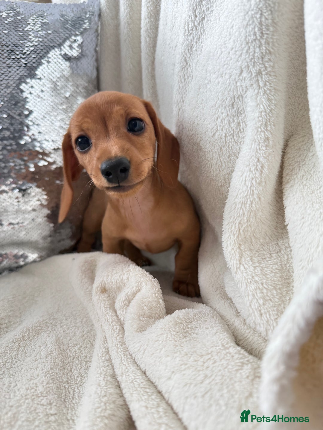Miniature Dachshund dogs for sale: Miniature red dachshunds - Image 12