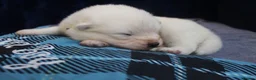 Samoyed dogs for sale: Litter of joy and fluffiness  - Advert 7