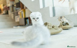 Scottish Fold cats for sale: Need home ASAP Full pedigreeTICA reg Scottish Fold in Barnet - Image 22