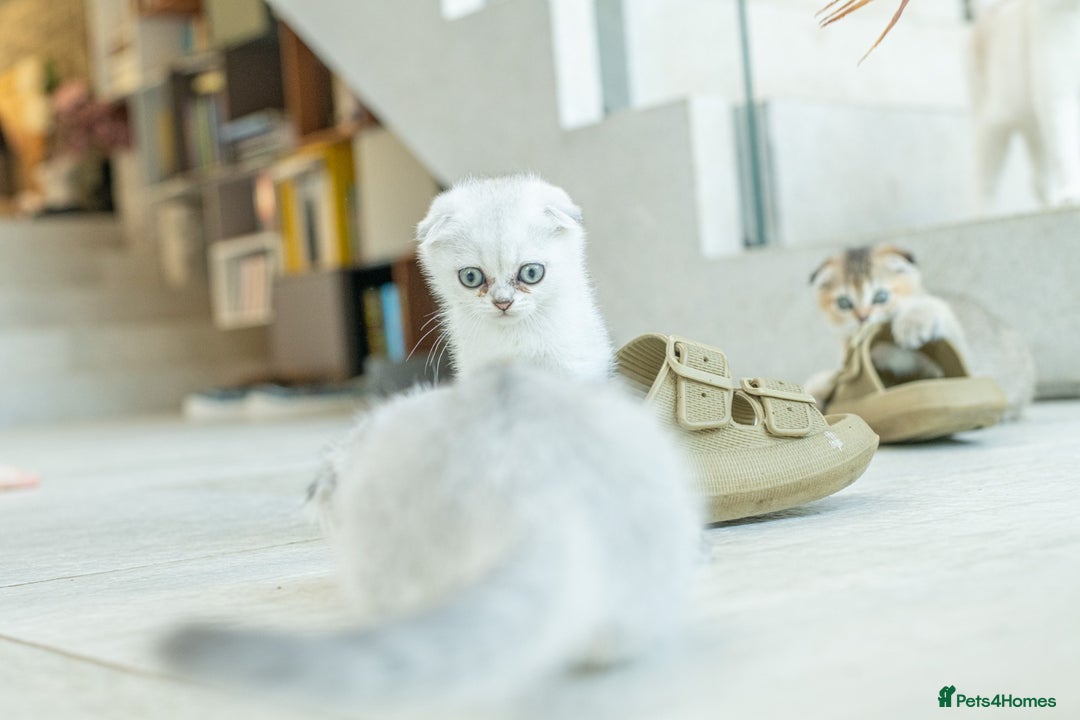 Scottish Fold cats for sale: Need home ASAP Full pedigreeTICA reg Scottish Fold in Barnet - Image 22